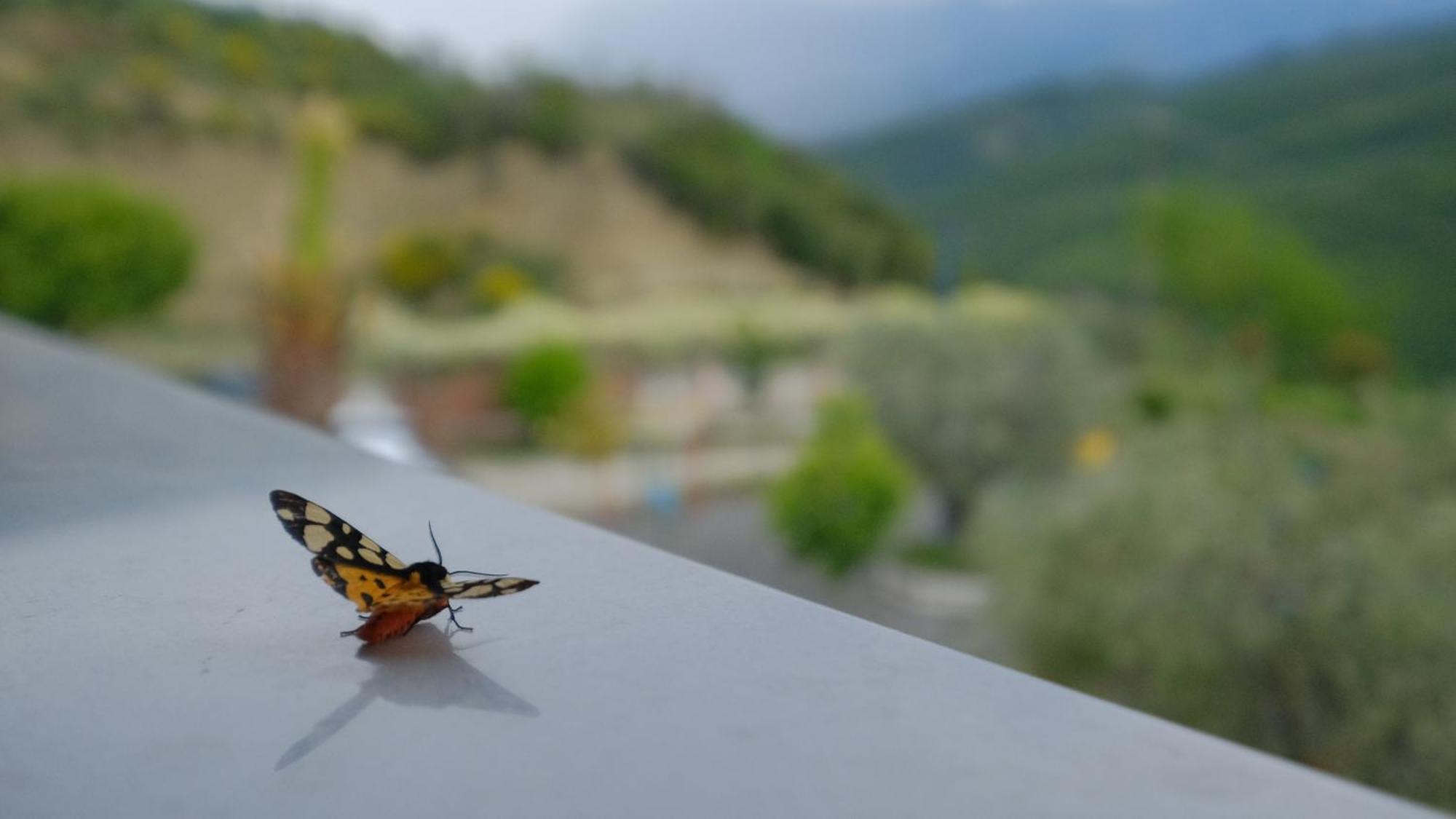 Salillari Guest House Berat Buitenkant foto
